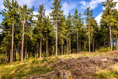 Feldberg 'deki Hochtaunus' ta güzel bir yürüyüş, güzel bir yaz günü, Hesse - Almanya