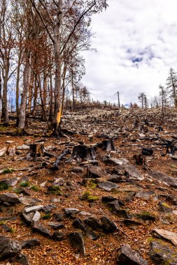 Feldberg 'deki Hochtaunus' ta güzel bir yürüyüş, güzel bir yaz günü, Hesse - Almanya