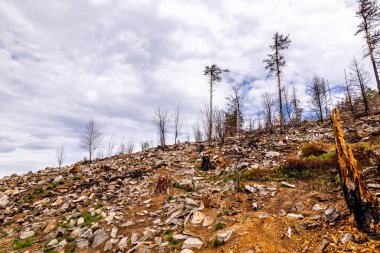 Feldberg 'deki Hochtaunus' ta güzel bir yürüyüş, güzel bir yaz günü, Hesse - Almanya