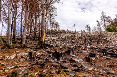 Feldberg 'deki Hochtaunus' ta güzel bir yürüyüş, güzel bir yaz günü, Hesse - Almanya