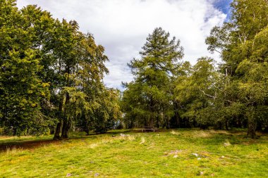Feldberg 'deki Hochtaunus' ta güzel bir yürüyüş, güzel bir yaz günü, Hesse - Almanya