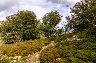 Feldberg 'deki Hochtaunus' ta güzel bir yürüyüş, güzel bir yaz günü, Hesse - Almanya