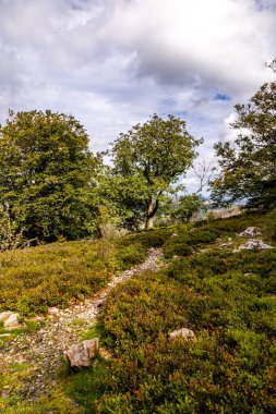 Feldberg 'deki Hochtaunus' ta güzel bir yürüyüş, güzel bir yaz günü, Hesse - Almanya