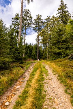 Feldberg 'deki Hochtaunus' ta güzel bir yürüyüş, güzel bir yaz günü, Hesse - Almanya