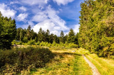 Feldberg 'deki Hochtaunus' ta güzel bir yürüyüş, güzel bir yaz günü, Hesse - Almanya