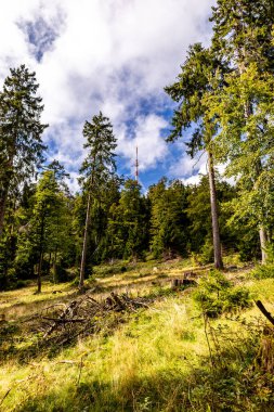 Feldberg 'deki Hochtaunus' ta güzel bir yürüyüş, güzel bir yaz günü, Hesse - Almanya