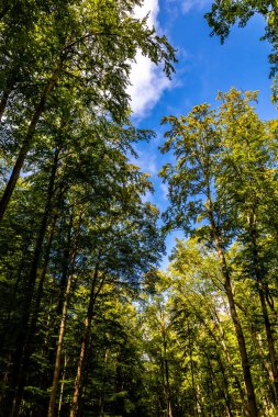 Thüringen 'in güneyinde Meiningen yakınlarındaki Hohe Geba civarında güzel bir yürüyüş.