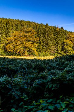 Thüringen Ormanı 'nda Zella-Mehlis ve Oberhof arasında Sternengrund' da güzel bir sonbahar yürüyüşü.