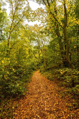 Jena - Thüringen yakınlarındaki Saale-Horizontale boyunca güzel bir sonbahar yürüyüşü.