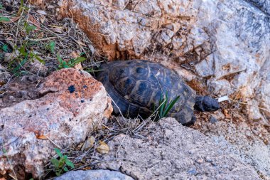 Alanya kentini, Türkiye Rivera 'daki heybetli şatosuyla keşfediyor - Türkiye