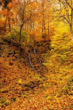 Tambach-Dietharz yakınlarındaki Spittergrund 'dan Thüringen Ormanı - Thüringen Ormanı - Almanya