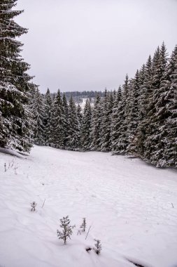 Tambach-Dietharz yakınlarındaki karla kaplı Thüringen Ormanı 'nda yapılan ilk kış yürüyüşü.