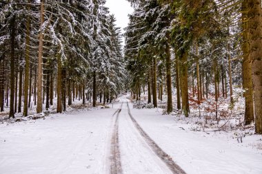 Tambach-Dietharz yakınlarındaki karla kaplı Thüringen Ormanı 'nda yapılan ilk kış yürüyüşü.