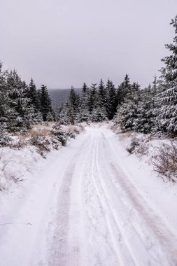 Tambach-Dietharz yakınlarındaki karla kaplı Thüringen Ormanı 'nda yapılan ilk kış yürüyüşü.