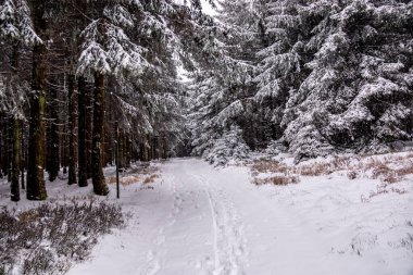 Tambach-Dietharz yakınlarındaki karla kaplı Thüringen Ormanı 'nda yapılan ilk kış yürüyüşü.