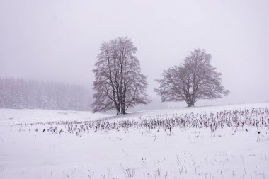 Tambach-Dietharz yakınlarındaki karla kaplı Thüringen Ormanı 'nda yapılan ilk kış yürüyüşü.