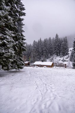 Tambach-Dietharz yakınlarındaki karla kaplı Thüringen Ormanı 'nda yapılan ilk kış yürüyüşü.