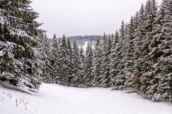 Первая зимняя прогулка по заснеженному Тюрингскому лесу недалеко от Тамбах-Дитхарца - Тюрингия - Германия