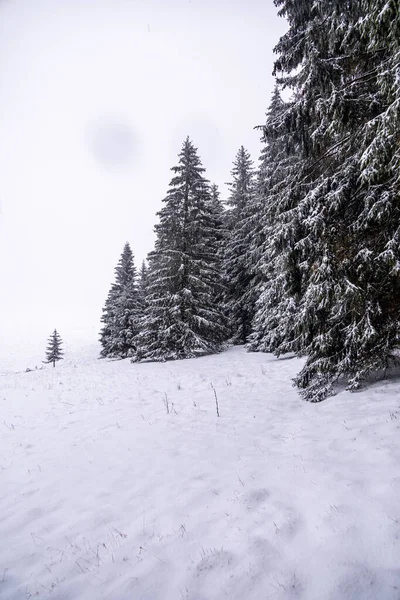 First winter hike through the snow-covered Thuringian Forest near Tambach-Dietharz - Thuringia - Germany