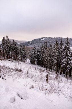 Oberhof yakınlarındaki Thüringen Ormanı 'nda kısa kış yürüyüşü.