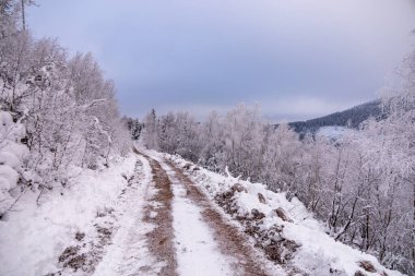 Oberhof yakınlarındaki Thüringen Ormanı 'nda kısa kış yürüyüşü.