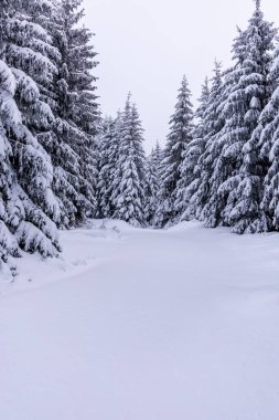 Oberhof yakınlarındaki Thüringen Ormanı 'nda kısa kış yürüyüşü.