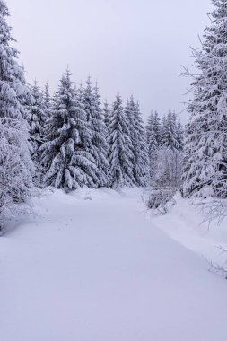 Oberhof yakınlarındaki Thüringen Ormanı 'nda kısa kış yürüyüşü.