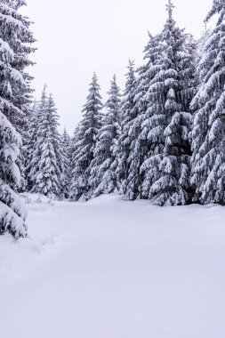 Oberhof yakınlarındaki Thüringen Ormanı 'nda kısa kış yürüyüşü.