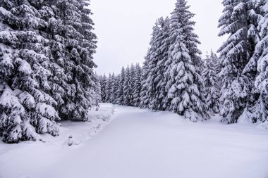 Oberhof yakınlarındaki Thüringen Ormanı 'nda kısa kış yürüyüşü.