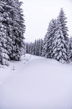 Oberhof yakınlarındaki Thüringen Ormanı 'nda kısa kış yürüyüşü.