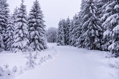 Oberhof yakınlarındaki Thüringen Ormanı 'nda kısa kış yürüyüşü.