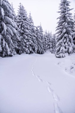 Oberhof yakınlarındaki Thüringen Ormanı 'nda kısa kış yürüyüşü.