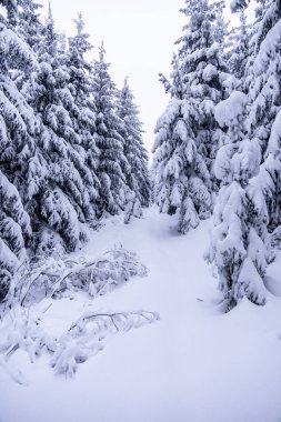 Oberhof yakınlarındaki Thüringen Ormanı 'nda kısa kış yürüyüşü.