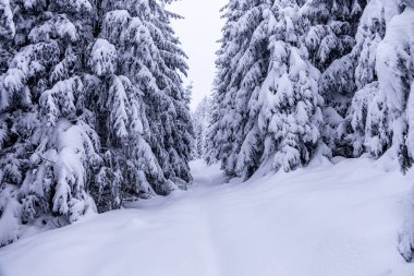 Oberhof yakınlarındaki Thüringen Ormanı 'nda kısa kış yürüyüşü.