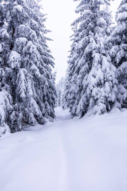 Oberhof yakınlarındaki Thüringen Ormanı 'nda kısa kış yürüyüşü.