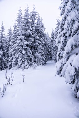 Oberhof yakınlarındaki Thüringen Ormanı 'nda kısa kış yürüyüşü.
