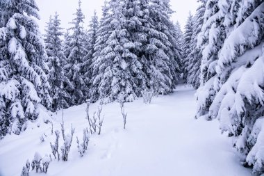 Oberhof yakınlarındaki Thüringen Ormanı 'nda kısa kış yürüyüşü.