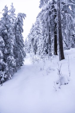 Oberhof yakınlarındaki Thüringen Ormanı 'nda kısa kış yürüyüşü.