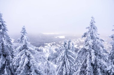 Oberhof yakınlarındaki Thüringen Ormanı 'nda kısa kış yürüyüşü.