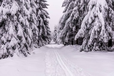 Oberhof yakınlarındaki Thüringen Ormanı 'nda kısa kış yürüyüşü.