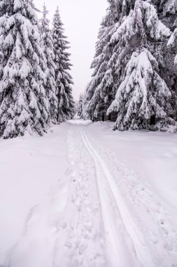 Oberhof yakınlarındaki Thüringen Ormanı 'nda kısa kış yürüyüşü.