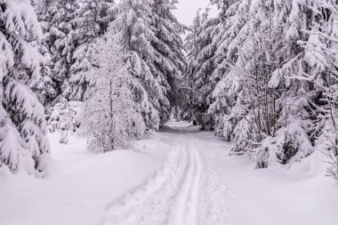 Oberhof yakınlarındaki Thüringen Ormanı 'nda kısa kış yürüyüşü.