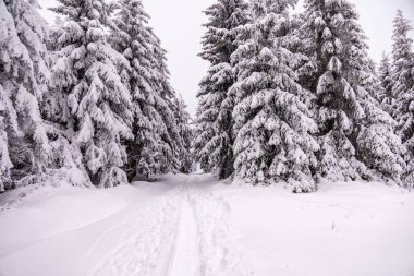 Oberhof yakınlarındaki Thüringen Ormanı 'nda kısa kış yürüyüşü.