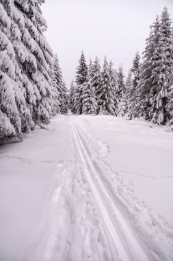 Oberhof yakınlarındaki Thüringen Ormanı 'nda kısa kış yürüyüşü.