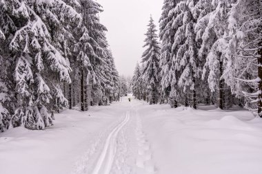 Oberhof yakınlarındaki Thüringen Ormanı 'nda kısa kış yürüyüşü.