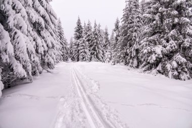Oberhof yakınlarındaki Thüringen Ormanı 'nda kısa kış yürüyüşü.