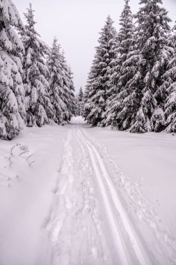 Oberhof yakınlarındaki Thüringen Ormanı 'nda kısa kış yürüyüşü.