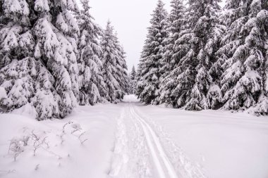 Oberhof yakınlarındaki Thüringen Ormanı 'nda kısa kış yürüyüşü.