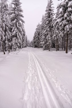 Oberhof yakınlarındaki Thüringen Ormanı 'nda kısa kış yürüyüşü.