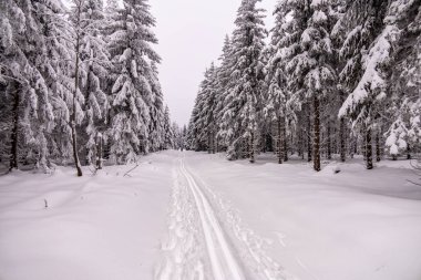 Oberhof yakınlarındaki Thüringen Ormanı 'nda kısa kış yürüyüşü.